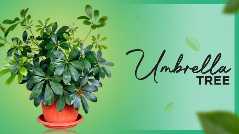 Schefflera tree
