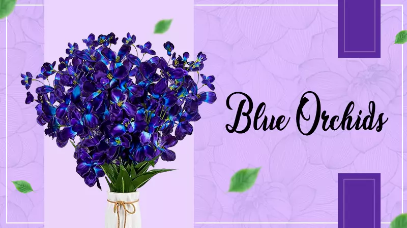 blue orchids