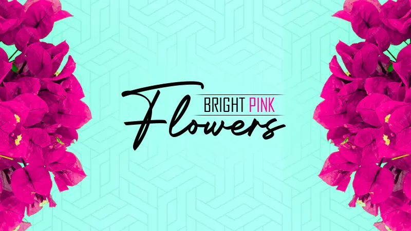 bright pink flowers