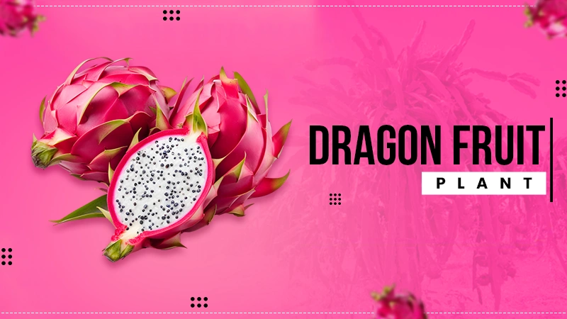 dragon fruit plant