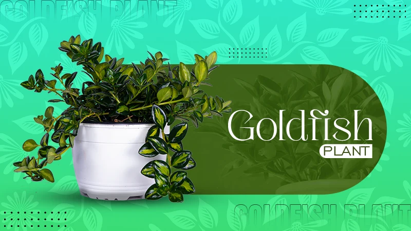 goldfish plant