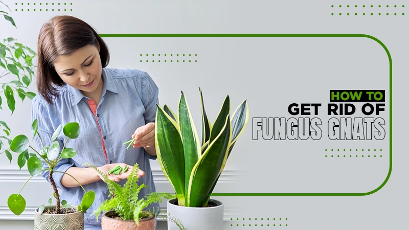 how to get rid of fungus gnats