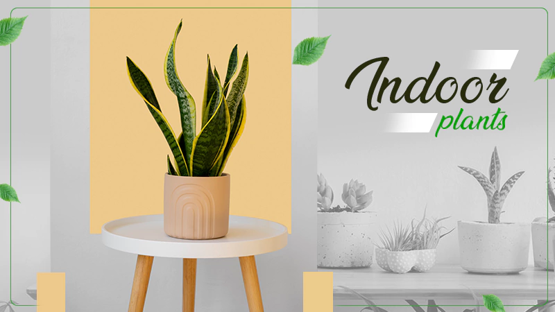 indoor plants