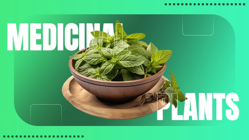 medical plants