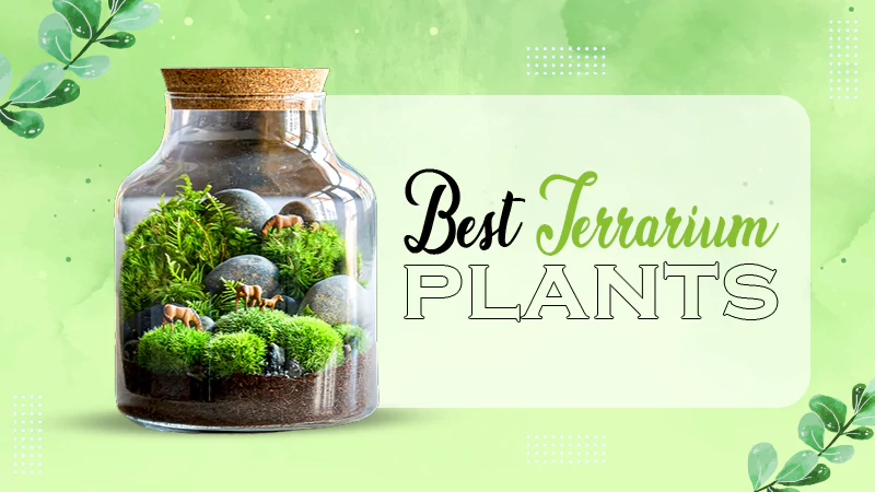 terrarium plants