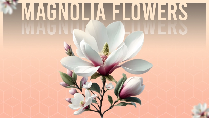 mangolia