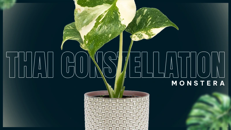 Monstera