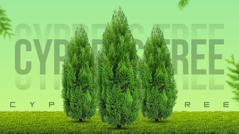 cypress tree