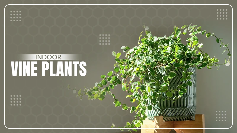 vine plants
