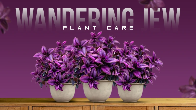 wandering jew plant
