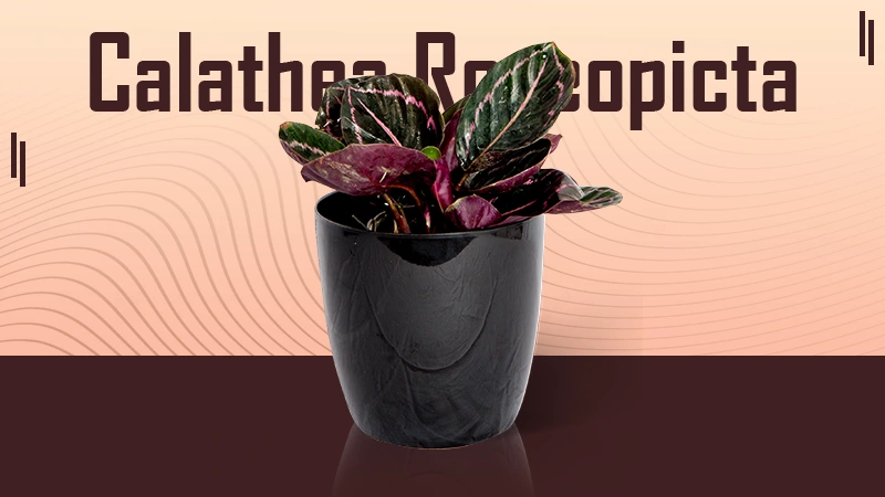 Calathea