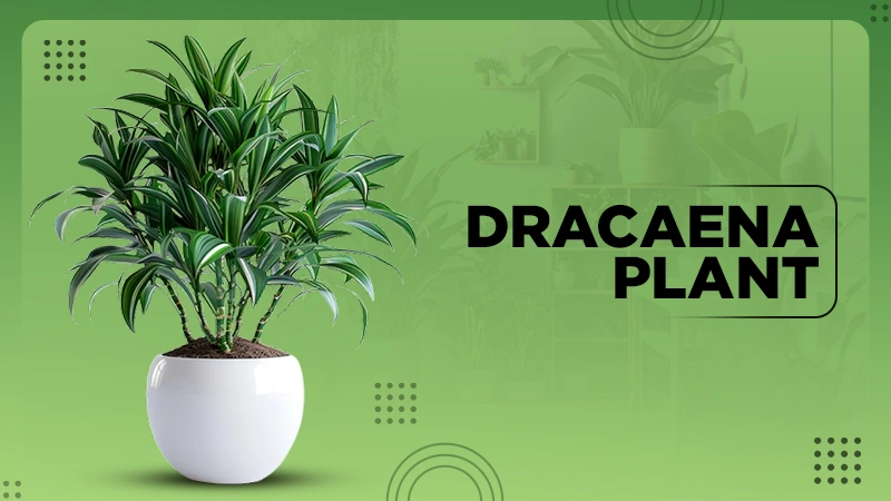 dracaena Plant