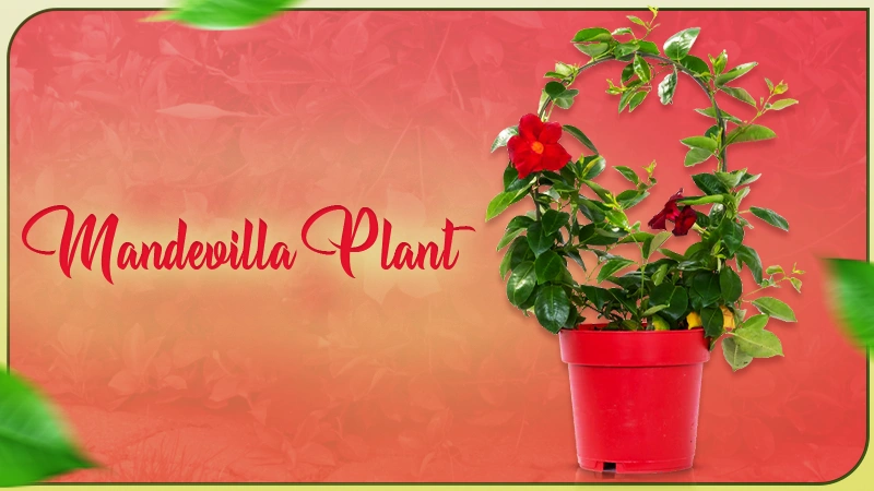 mandevilla plant