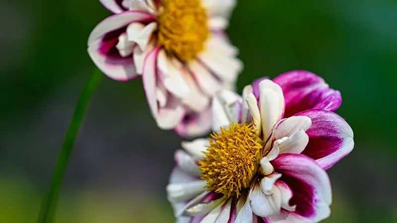 Bumble Rumble Anemone Dahlia