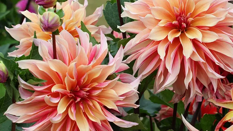 Labyrinth Dinner Plate Dahlia
