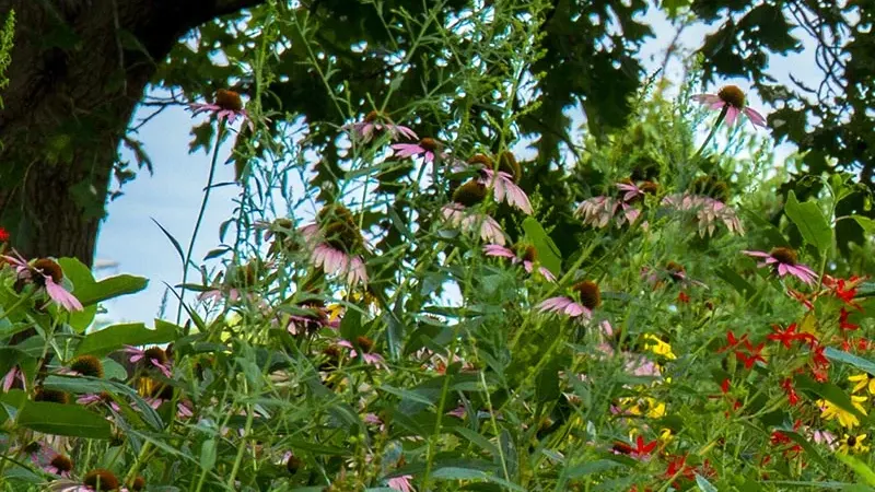 Native Woodland Edge Wildflower Seed Mix