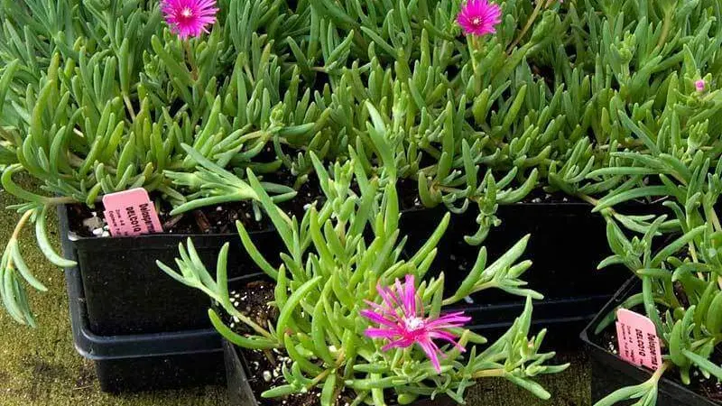 Pink Ice Plant (Delosperma)