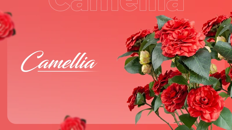 Red Camellia