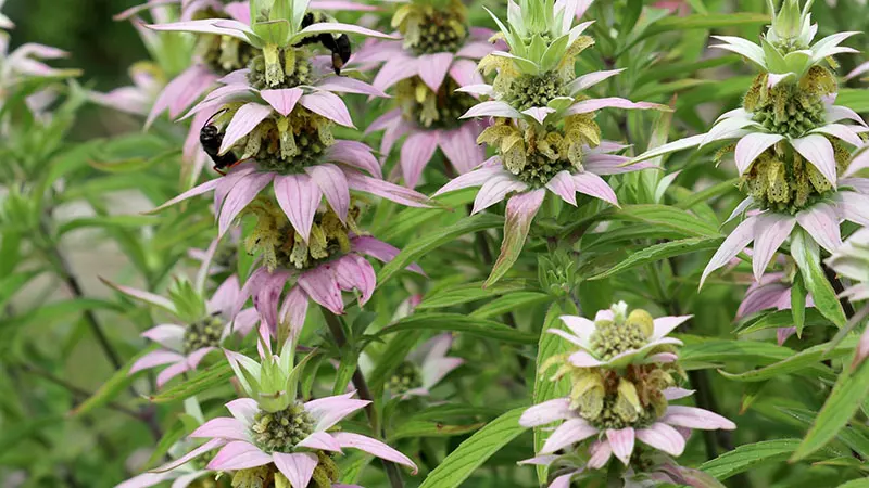 Spotted Beebalm