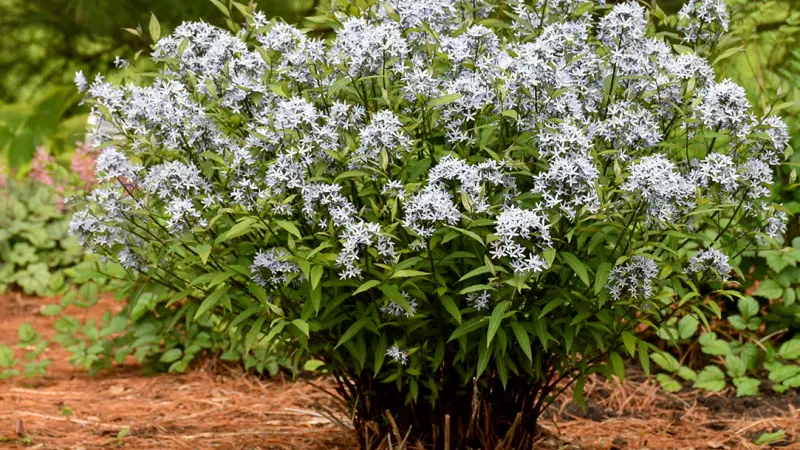 'Storm Cloud' Bluestar (Amsonia)