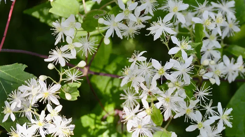 Virginia Clematis Vine