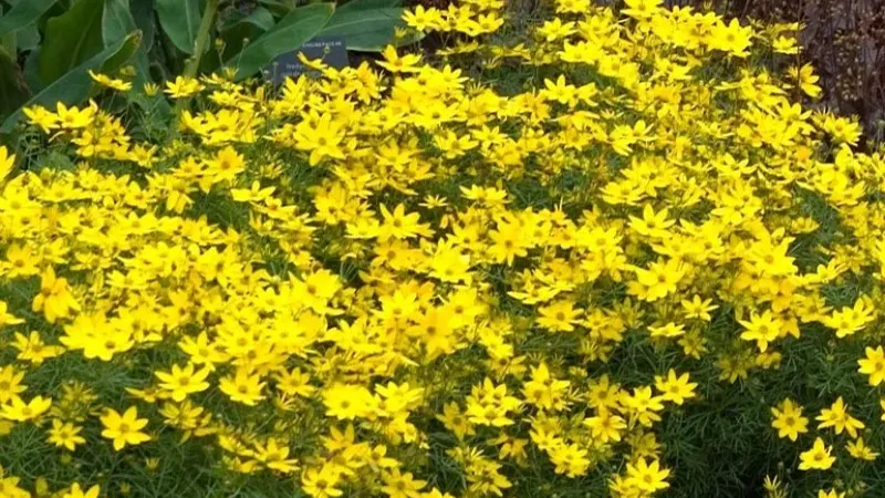 'Zagreb' Tickseed (Coreopsis)