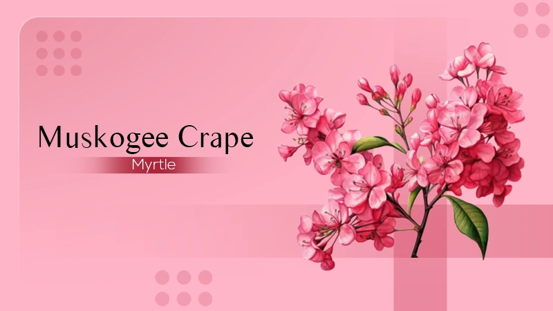 Muskogee Crape Myrtle
