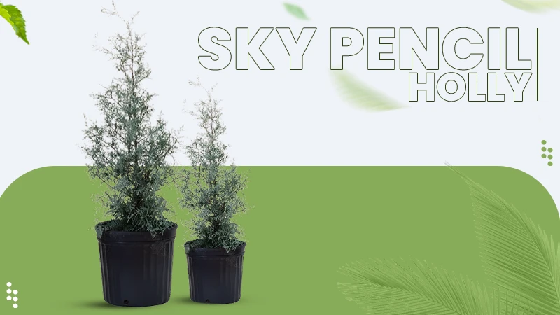 Sky Pencil Holly The Tall