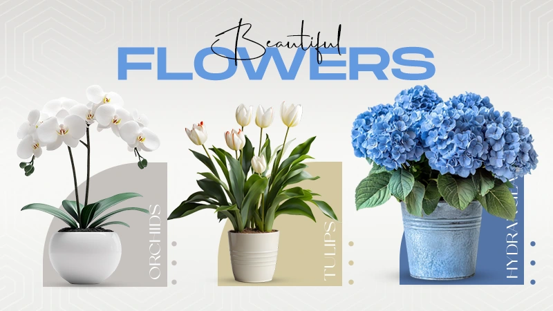 beautiful flowers