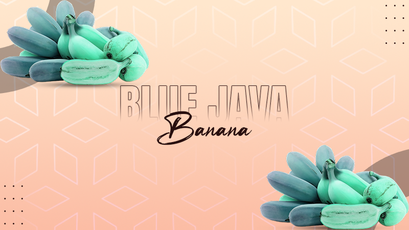 blue java banana