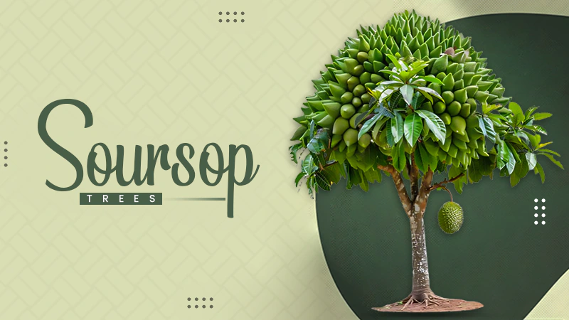 soursop trees