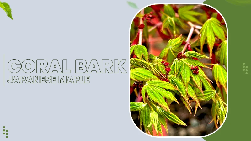 Coral Bark