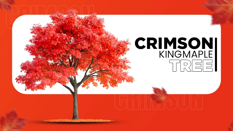 Crimson King Maple Tree
