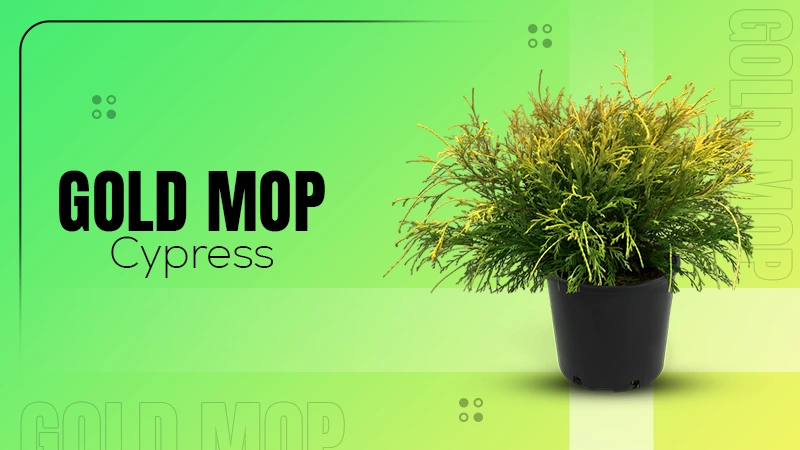 Gold Mop Cypress