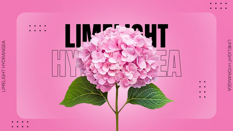 Hydrangea