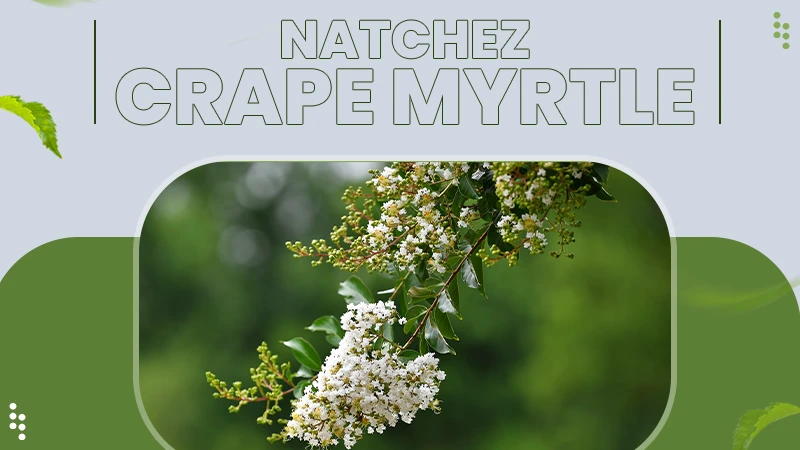 Natchez
