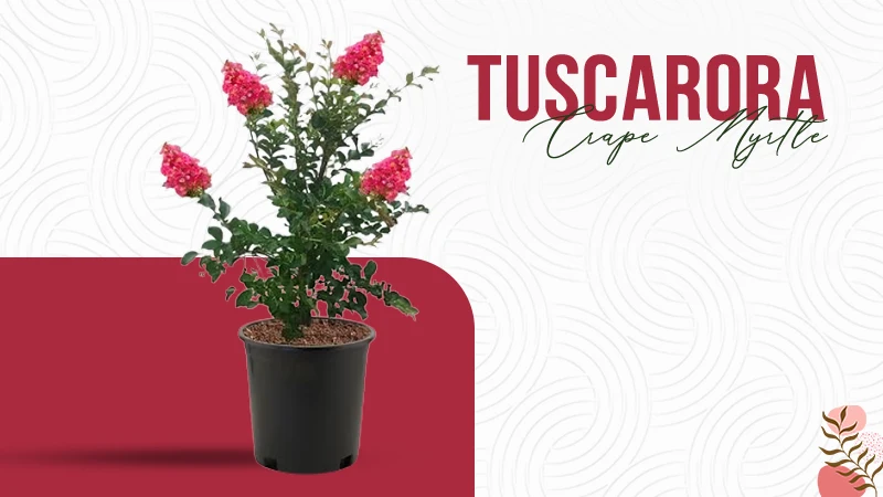 Tuscarora