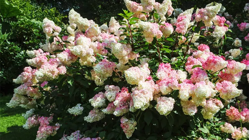 Vanilla Hydrangea Tree Image