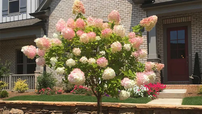Vanilla Hydrangea Tree Image
