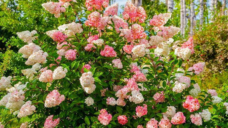 Vanilla Hydrangea Tree Image