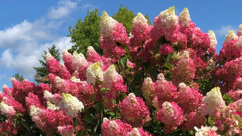 Vanilla Hydrangea Tree Image