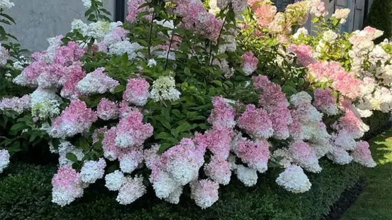 Vanilla Hydrangea Tree Image