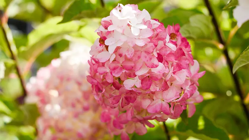 Vanilla Hydrangea Tree Image