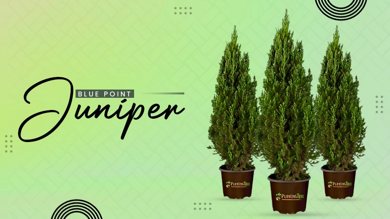 Blue Point Juniper