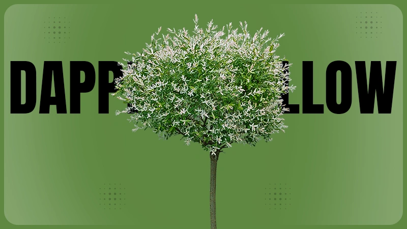 dappled willow