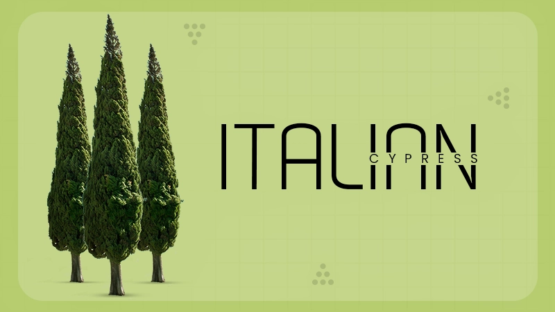 italian cypress