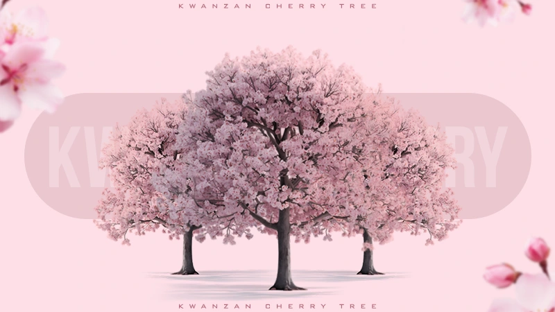 kwanzan cherry tree