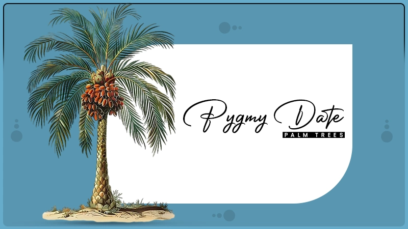 pygmy date palm trees