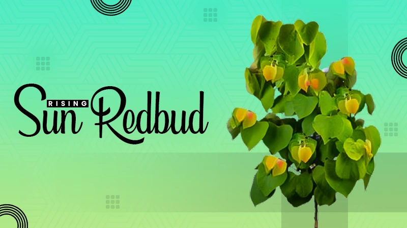rising sun redbud