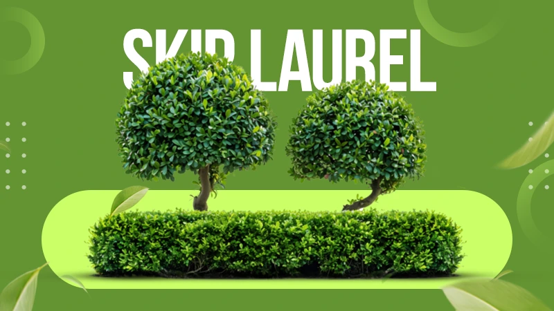 skip laurel